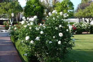 Photo #1: 5989520 Listing