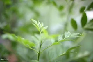 Photo #5: 6752162 Listing 